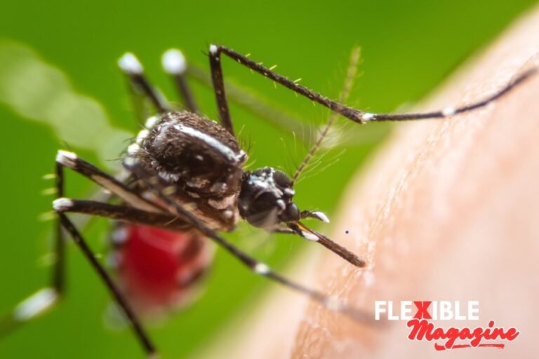 Dengue: Causes, Symptoms, Prevention, and Treatment Dengue